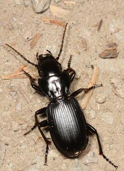 Ground Beetle - Pterostichus lama, SFSU Campus, Bassetts, California.jpg