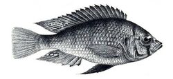 Haplochromis nuchisquamulatus.jpg