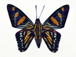 Hesperiidae - Mimardaris sela.JPG