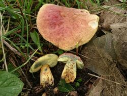 Hortiboletus bubalinus 565239.jpg