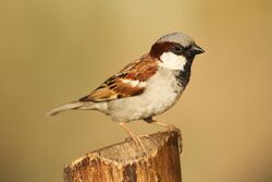 House sparrow David Raju (2).jpg