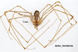 Hypochilus coylei Platnick, 1987 (SDSU TAC000182).jpg