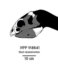 IVVP V18641.jpg