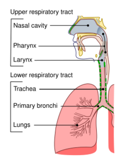 A diagram showing parts of the human respiratory system
