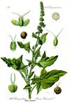 Illustration Chenopodium bonus-henricus0 clean.JPG