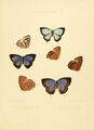 Illustrations of diurnal Lepidoptera 1.jpg