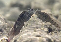 Istiblennius edentulus Réunion.JPG