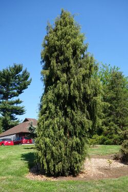 Juniperus formosana - Stanley M. Rowe Arboretum - DSC03356.JPG
