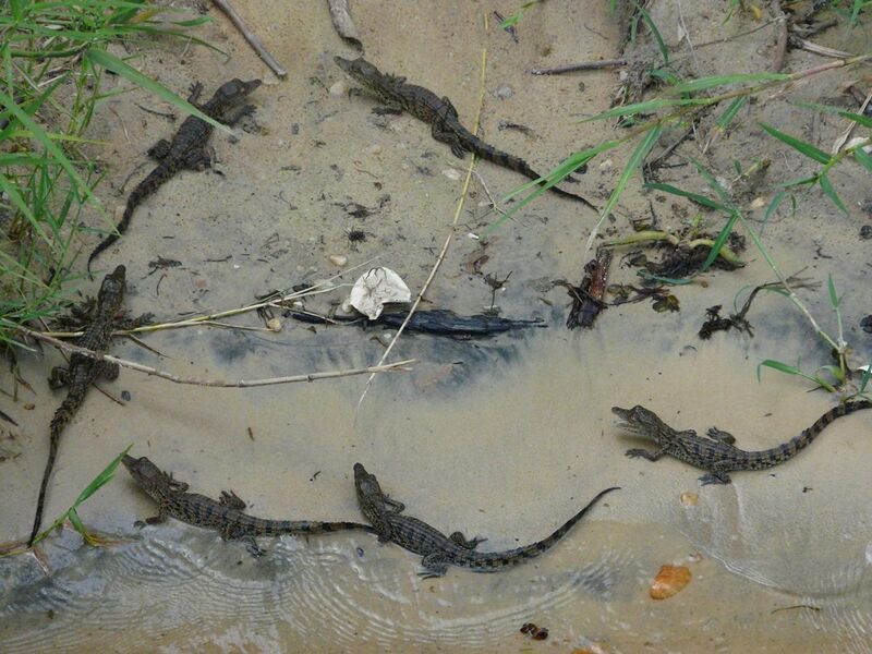 File:Juvenile Nile Crocodiles (14345392644).jpg