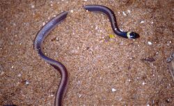 Lamprophiid Snake (Heteroliodon occipitalis) (9606828379).jpg
