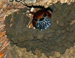 Lesser Striped Swallow (Cecropis abyssinica) in nest ... (30437073874).jpg