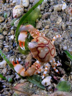 Leucosia anatum (Pebble crab).jpg