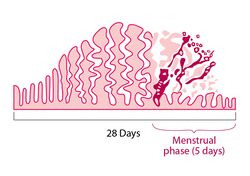 Lining of Uterine Wall.jpg