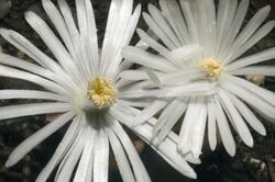 Lithops sp Blooms.jpg