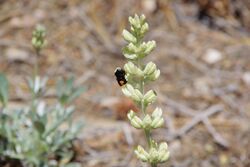 Lupinus peirsonii 25495424.jpg