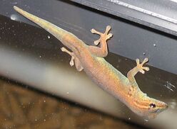 Female gecko from obliquely above; reddish-bronze-brown back, fading through golden to green at the sides