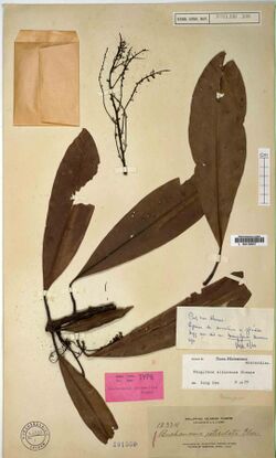Herbarium specimen of "Mangifera altissima"
