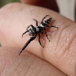 Mendoza elongata by OpenCage.jpg