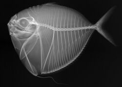 Mene maculata X-ray.jpg