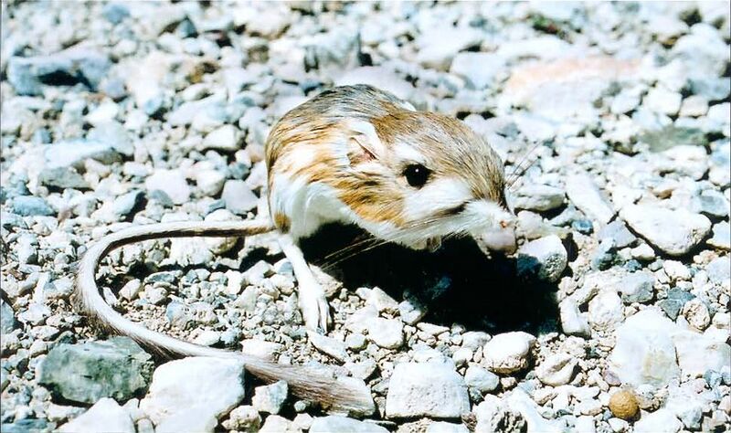 File:Merriam's kangaroo rat (Dipodomys merriami).jpg