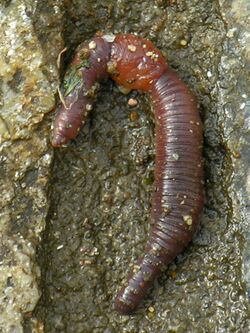 Miñoca.earthworm.jpg