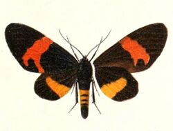 Milionia queenslandica 1895.jpg