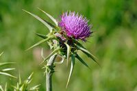 Milk thistle flowerhead.jpg