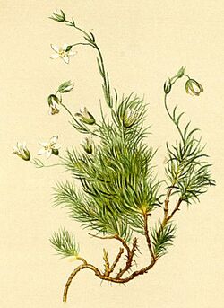 Minuartia recurva Atlas Alpenflora.jpg