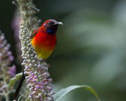 Mrs. Gould's Sunbird.jpg