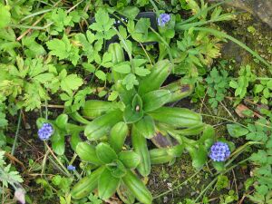 Myosotis capitata (14156894486).jpg