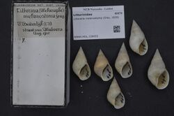 Naturalis Biodiversity Center - RMNH.MOL.158053 - Littoraria melanostoma (Gray, 1839) - Littorinidae - Mollusc shell.jpeg