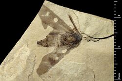 Neurosymploca oligocenica holotype MNHN.F.R55185 part-direct lighting.jpg