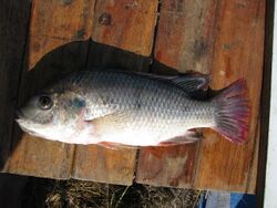 Oreochromis andersonii1.jpg