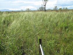 Oryza australiensis near Townsville 5002.JPG