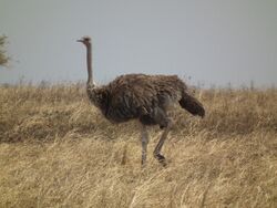 Ostrich Struthio camelus Tanzania 3738 Nevit.jpg