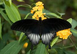 Papilio-pjt1.jpg