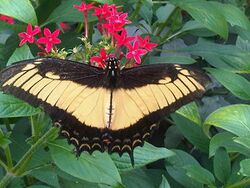 Papilio androgeus3.jpg