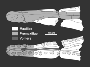 diagram of the partial upper jaw of the holotype seen from above and below, consisting of the premaxillae, maxillae, and vomers