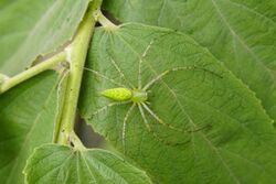 Peucetia viridana 6985.jpg