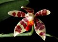 Phalaenopsis maculata Orchi 22614.jpg