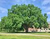 Phillips Academy Elm Tree, Andover, MA - May 2020.jpg