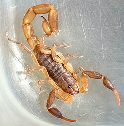 Plain pygmy-thicktail scorpion (Pseudolychas ochraceus) 1.jpg
