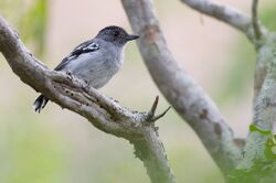 Planalto Slaty-antshrike Thamnophilus pelzelni.jpg