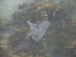 Plastic bag jellyfish.JPG