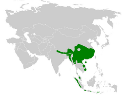 Pnoepyga pusilla distribution map.png