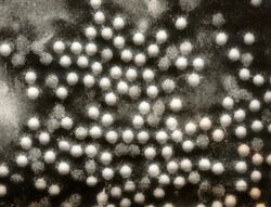 Polioviruses.jpg