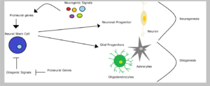 Proneural genes in neurogenesis and gliogenesis pathway
