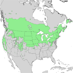 Prunus virginiana range map 1.png