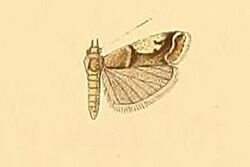 Psorosa tergestella.JPG