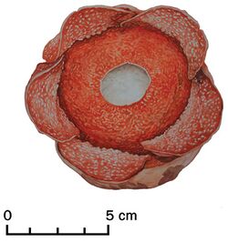 Rafflesia consueloae color illustration.jpg